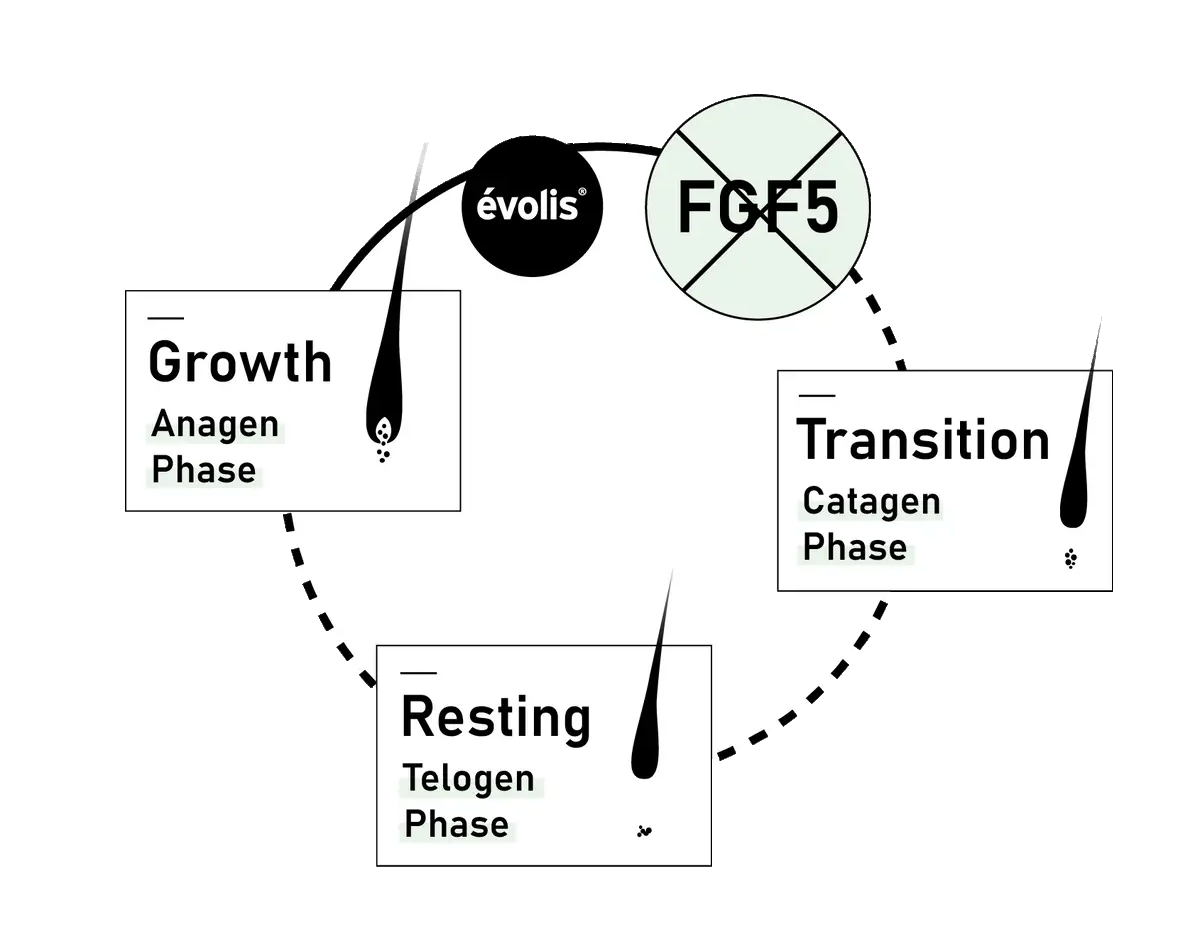 Animated Visual of the Natural Hair Cycle & FGF5's impact