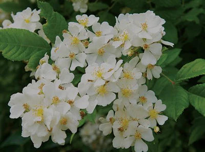 Close up image of the botanical: Rosa Multiflora