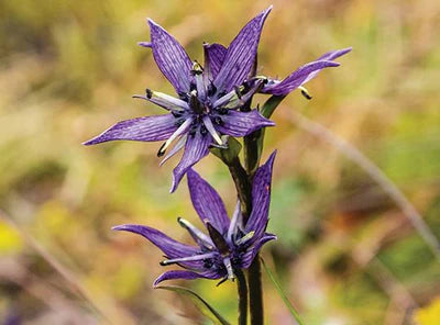 Close up image of the botanical: Swertia Chirata