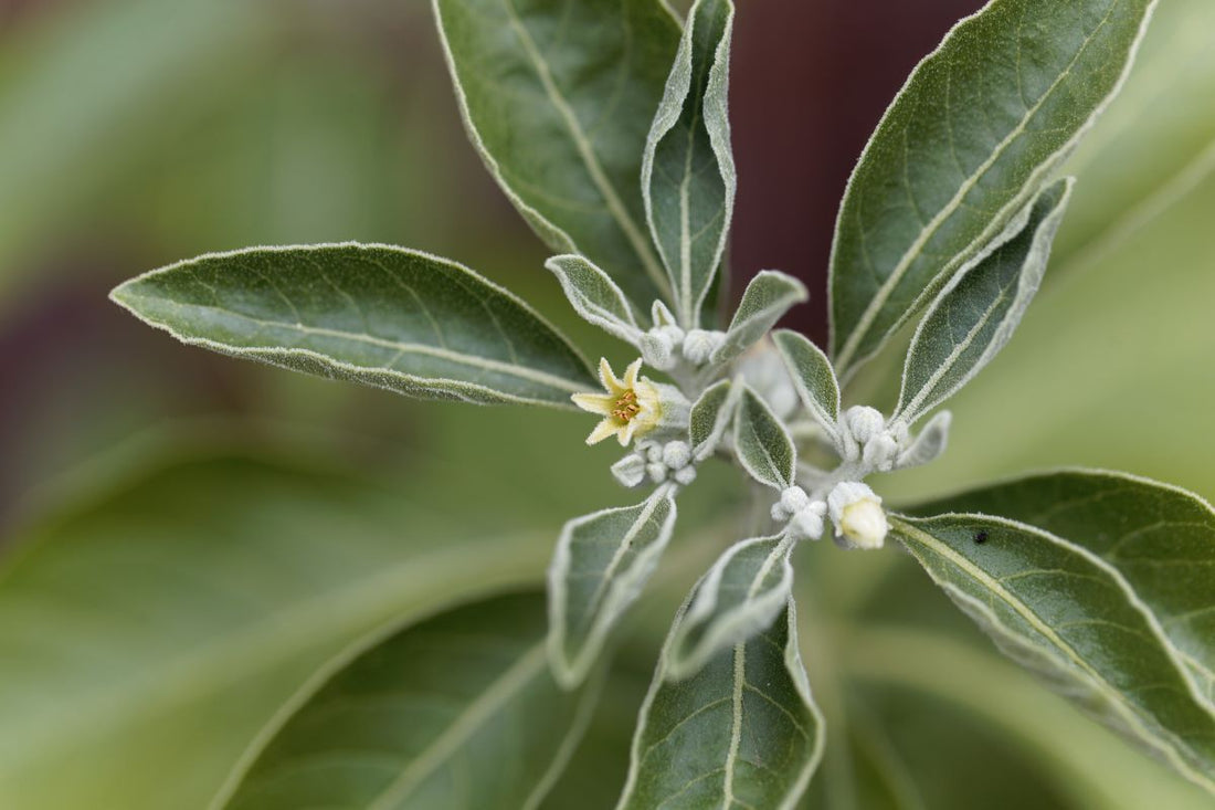 What is Ashwagandha?